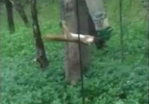 Spectactular Spinning Squirrel Eventually Takes a Tumble