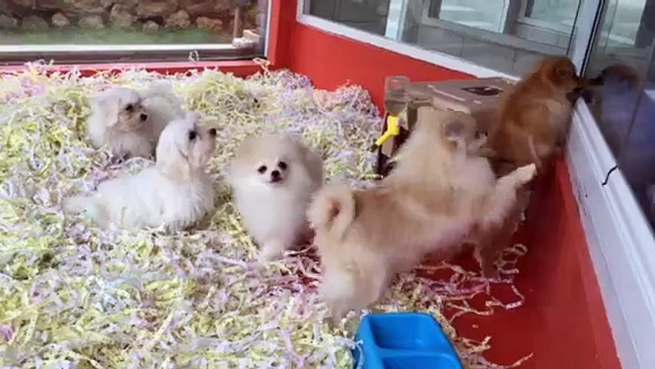 SATILIK POMERANİAN VE MALTESE TERRİER YAVRULARI