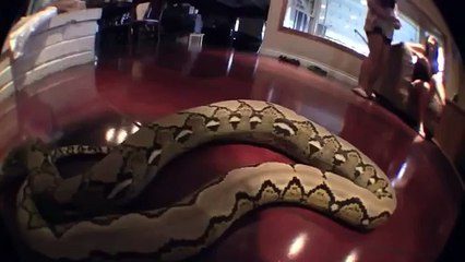 My Reticulated Python Collection