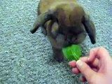 Rabbits Love Spinach - Cute Holland Lop