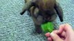 Rabbits Love Spinach - Cute Holland Lop
