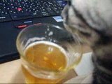 ビールを飲むネコ