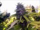 When To Harvest Marijuana - Peak THC Production Trichrome Analysis How To Easy Weed HD
