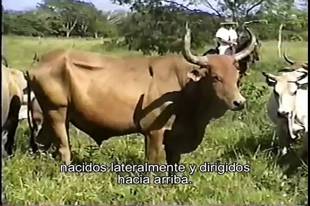 Ganado Casanareño
