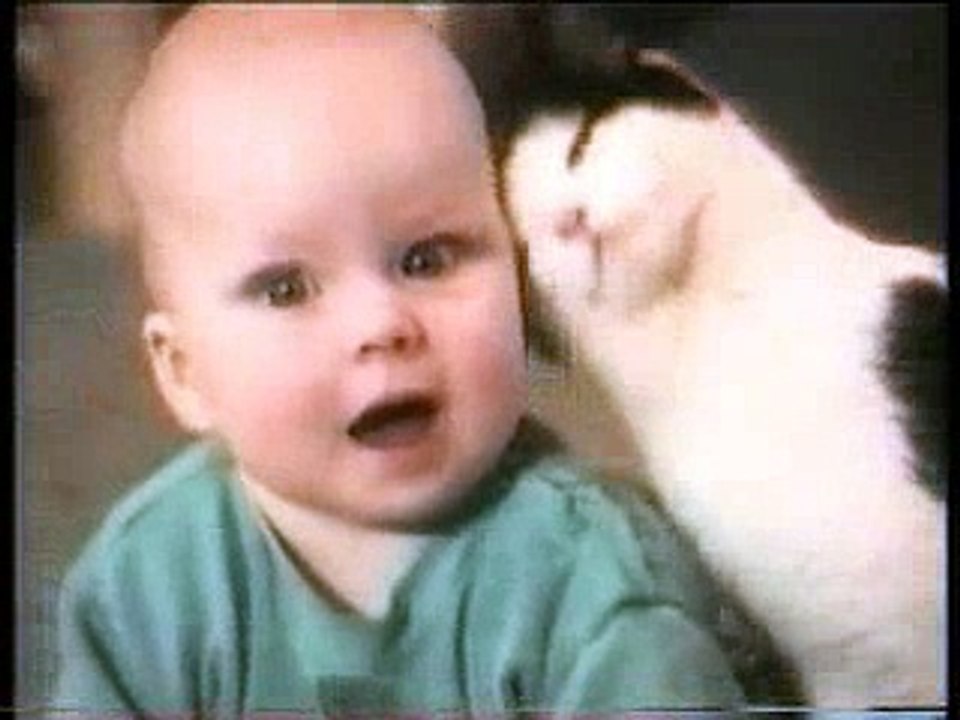 Crazy cats!