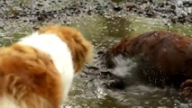 Mud wrestling dog