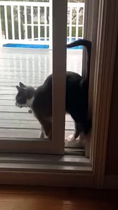 drole de chat