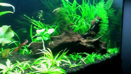 Puntius Denisonii Planted Aquarium