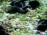Gorilles des Montagnes