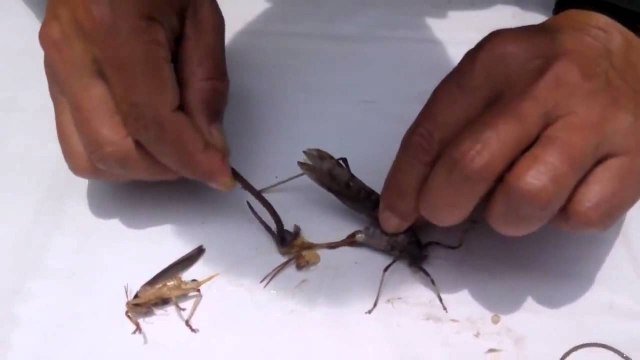 Des parasites dans les insectes