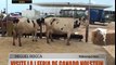 Visite la primera feria de ganado Holstein