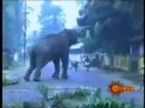 Elephant-attaque-son-maitre