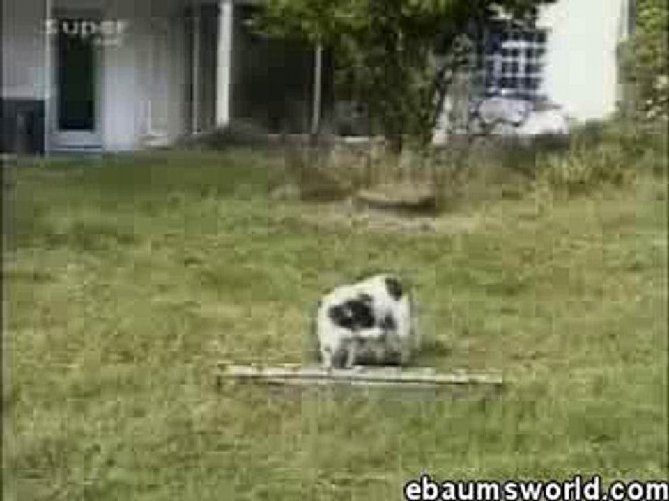 mean goat