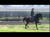Saddlebred Hackney Pony For Sale