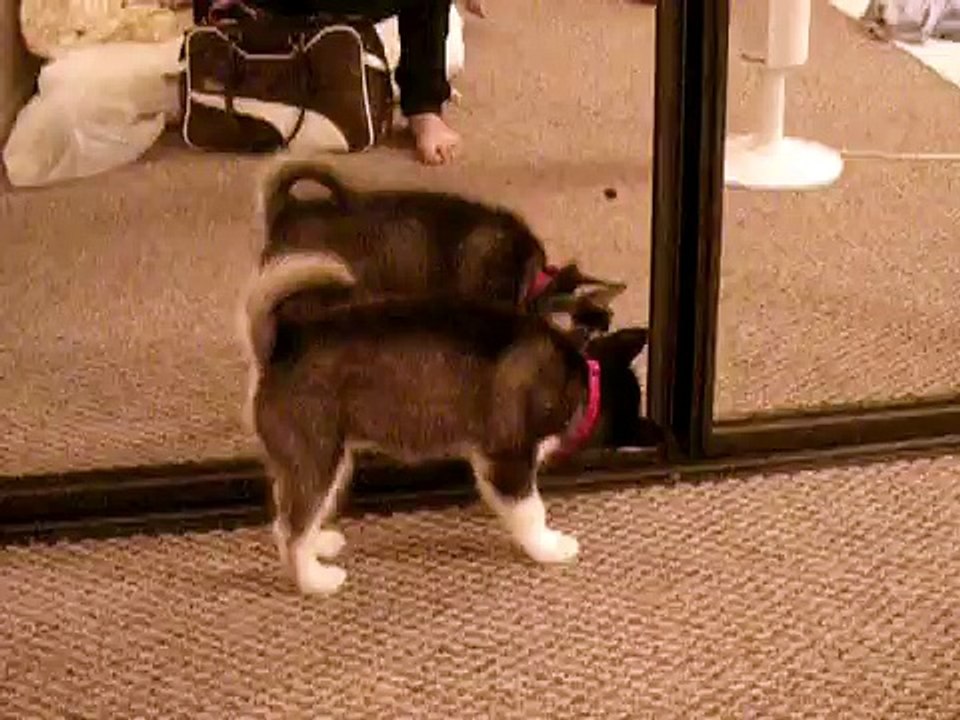 Siberian Husky @ 8 Weeks
