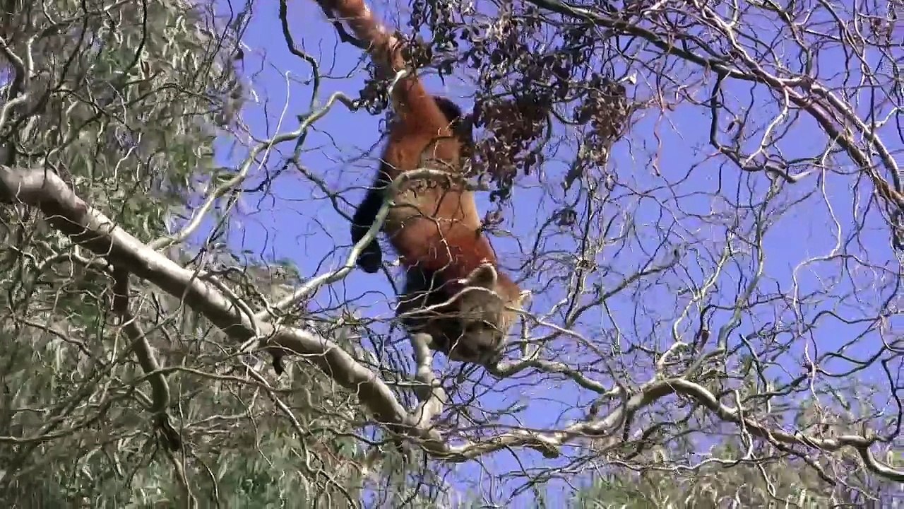 Canberra Zoo