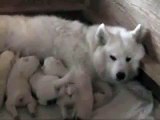 The lovely Roughdiamond Samoyed babies are 10 days old
