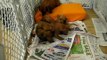 The mini Dachshund puppies are almost 8 weeks old R&R Nebo Shadow 20091221 272.avi