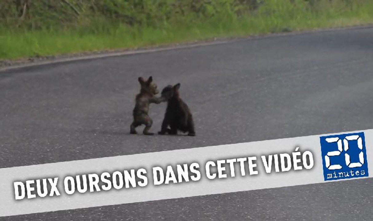 Deux oursons se bagarrent de manière adorable