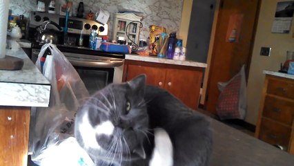 Cat in Heat Meows To Male Outside