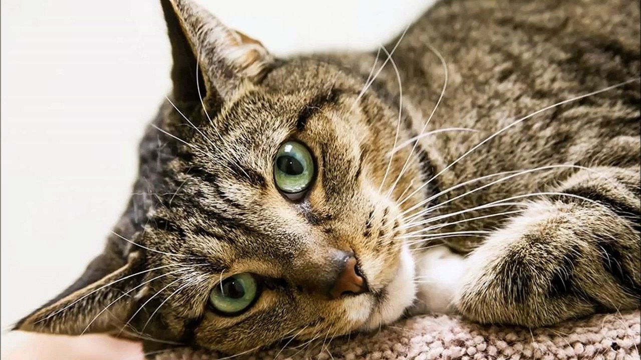 Humane Society of Portage County - "Back to School Cat Promo!"