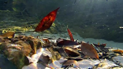 Native Fish: Buley Rockholes and Florence Falls (Florence Creek) in Litchfield National Park, NT