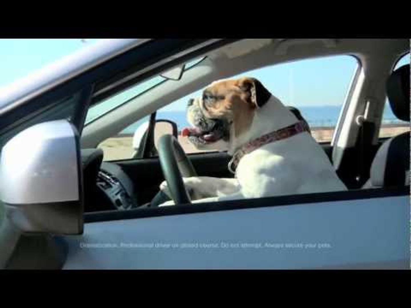 Cachorro na praia não é proibido - pelo menos, não no comercial da Subaru