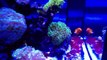 Nano Reef 25 gallon with biopellets