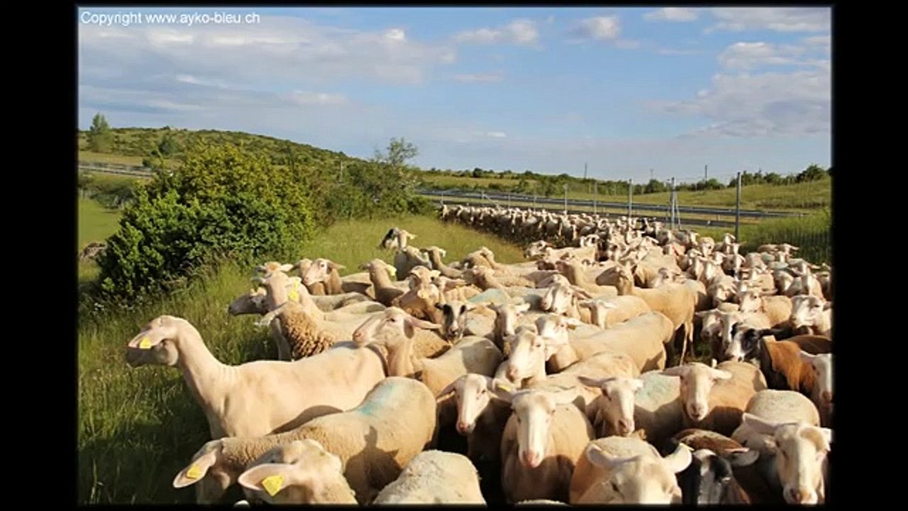 Berger des Pyrénées sur 300 brebis.