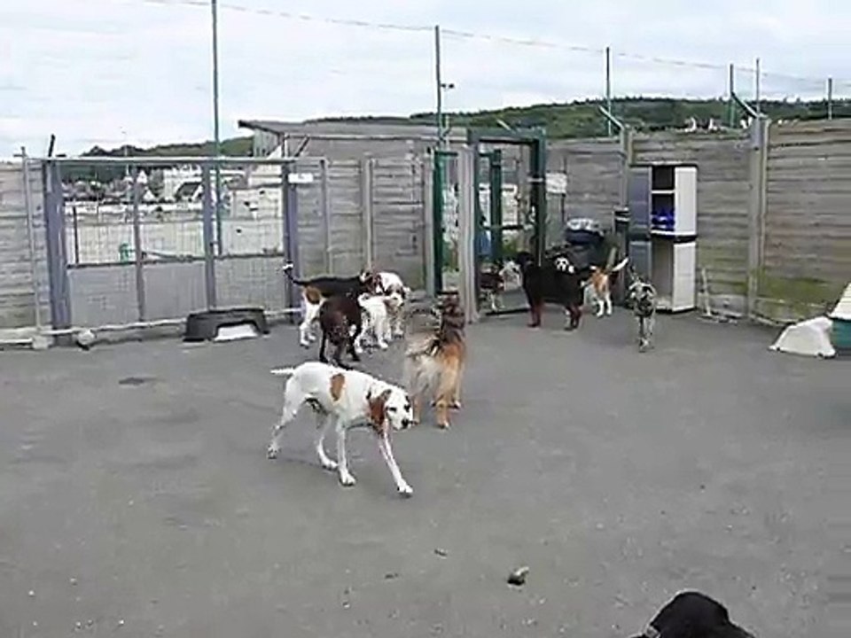 les chiens du refuge font les loups