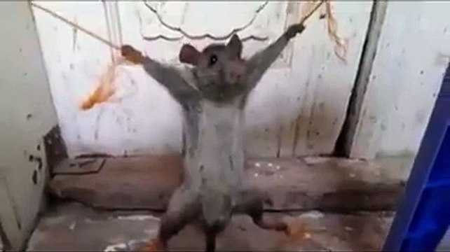 VID-20150417-WA0009.mp4