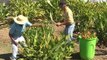 Flores Tropicais : alternativa de trabalho e renda na agricultura familiar - Dia de Campo na TV