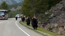 Buffalo fleeing car meet