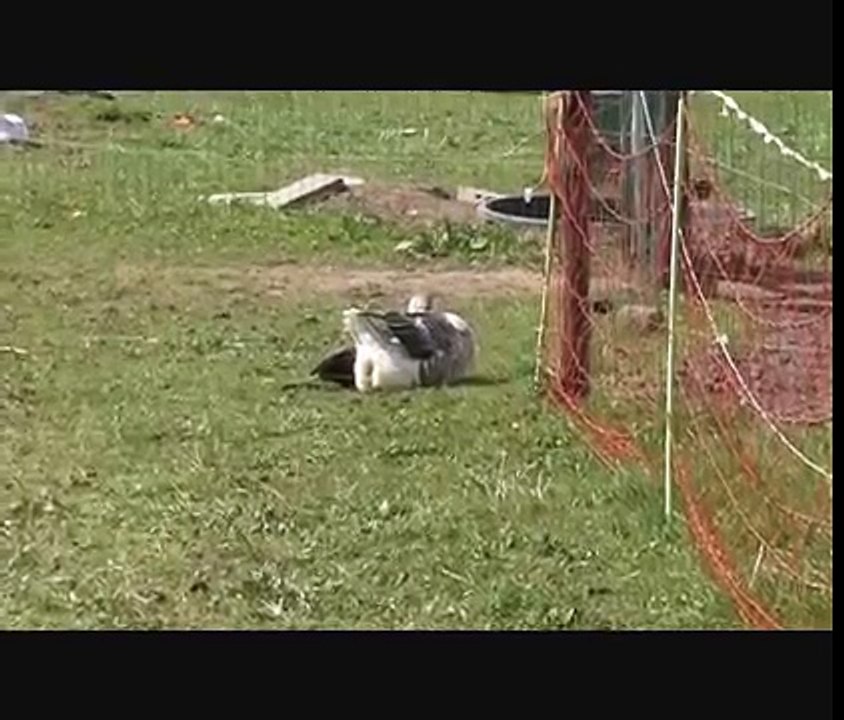 Dag Gans