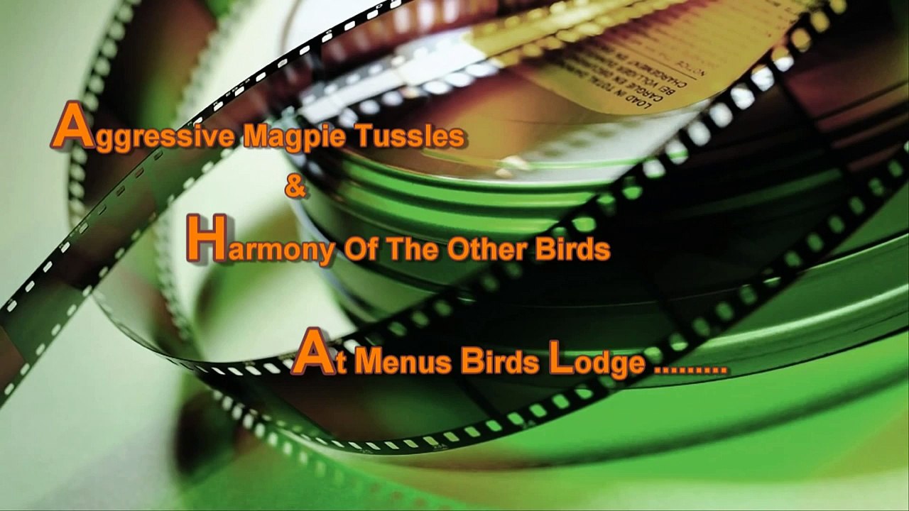 Magpies Fighting  & Blue Tits Bathing In My Garden