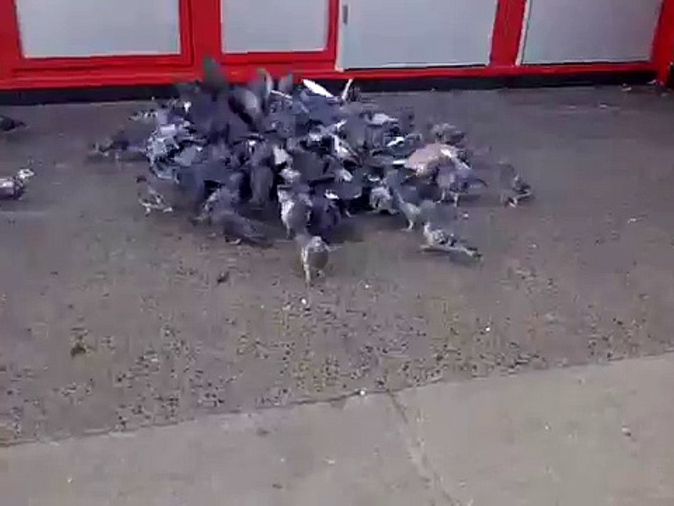 Angry Pigeons