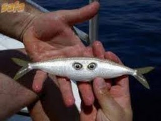 ALLAH ki Qudrat - New Miracles Of Islam