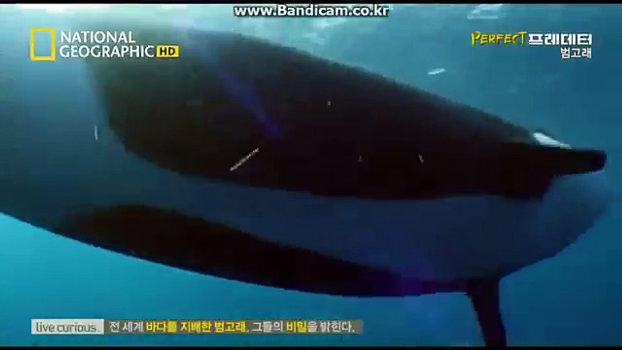 퍼펙트 프레데터 범고래1