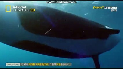 퍼펙트 프레데터 범고래1