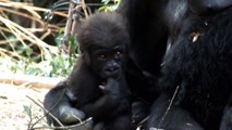 #03 Cute baby gorilla (four months old).かわいいゴリラの赤ちゃん（生後四ヶ月）。