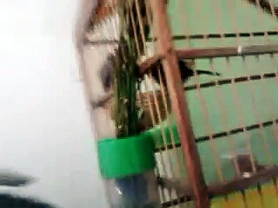 Casal de curio com dois filhotes em Salvador Ba, casal muito bom, os filhotes