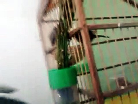 Casal de curio com dois filhotes em Salvador Ba, casal muito bom, os filhotes