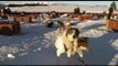 Hurtigruten - Husky dog sledding in Tromso