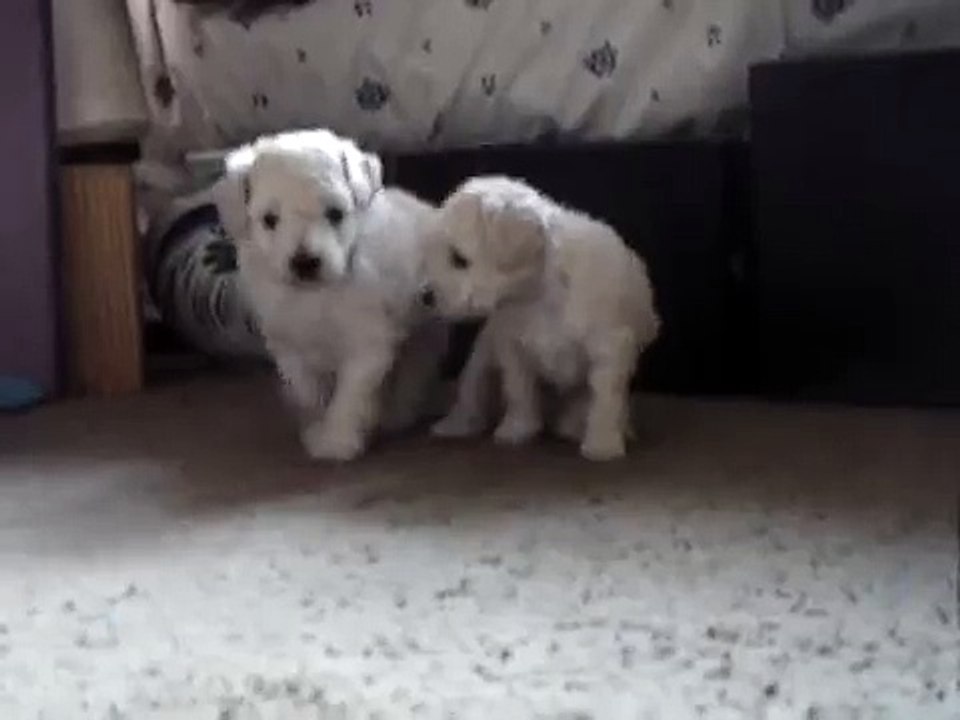 Perritos bebes