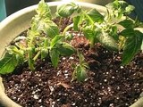 Did I Get Potatoes? Potato Harvest Growing in Containers