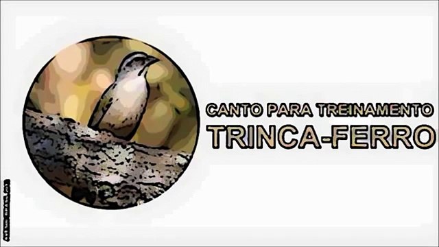 CANTO PARA TREINAMENTO DE TRINCA FERRO - AUDIO