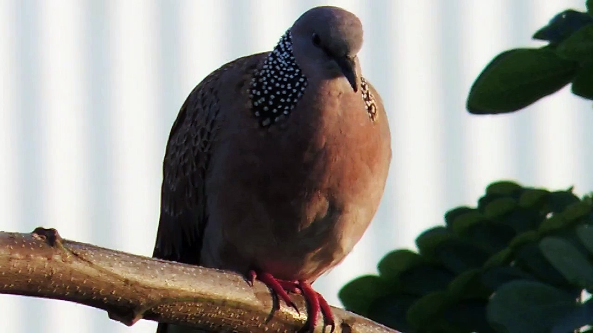 Sound Of Spotted Dove Many Bird Songs In The Background - 