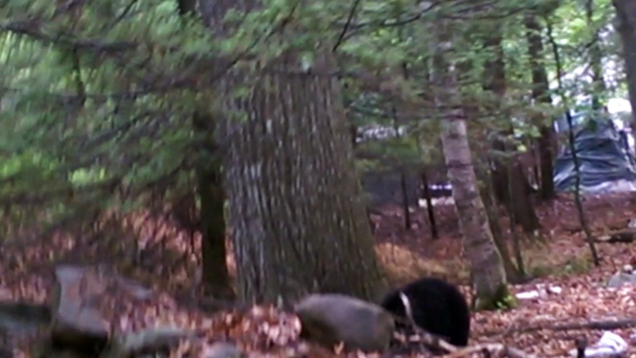 Mr. Bear