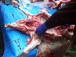 猟友会によるイノシシの解体②＠兵庫県宍粟市