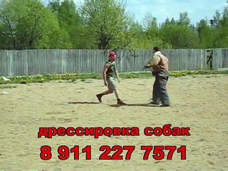 профессионально-прикладная подготовка собак